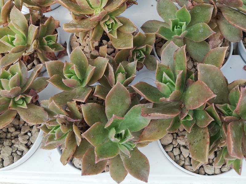 Aeonium Decorum | Aeonium | Crassulaceae