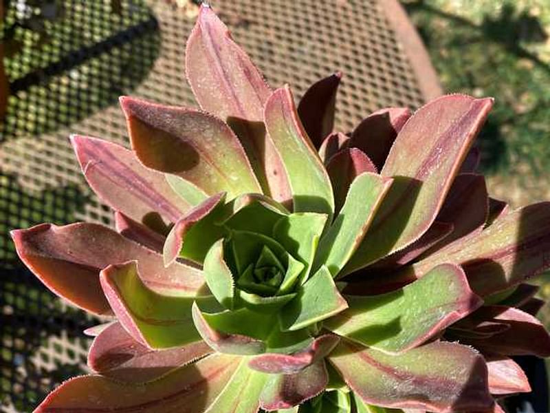 Aeonium Decorum | Aeonium | Crassulaceae