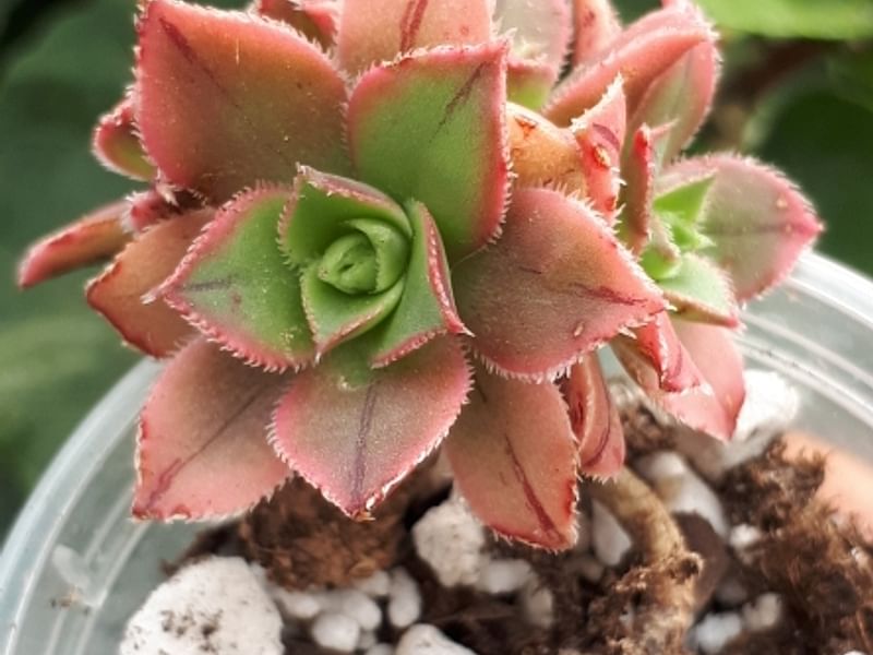 Aeonium Decorum | Aeonium | Crassulaceae