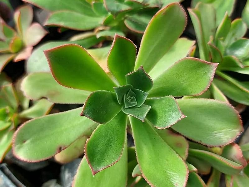 Aeonium Decorum | Aeonium | Crassulaceae