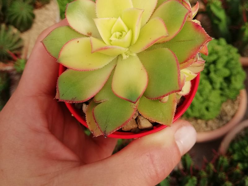 Aeonium Decorum | Aeonium | Crassulaceae