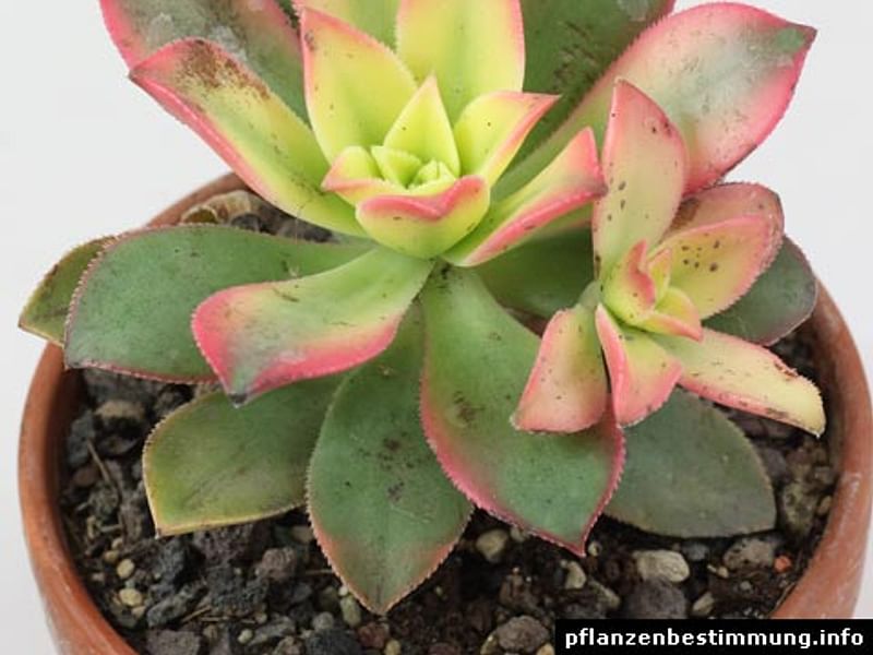 Aeonium Decorum | Aeonium | Crassulaceae