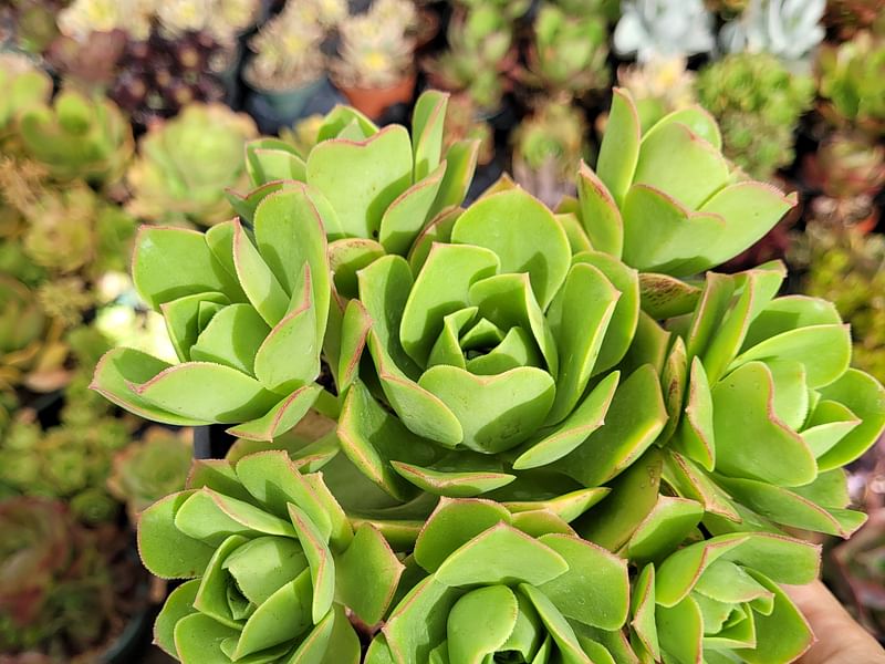 Aeonium Gomerense Flower | Aeonium | Crassulaceae