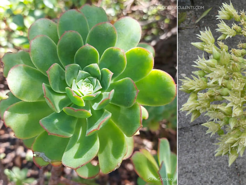 Aeonium Gomerense Flower | Aeonium | Crassulaceae