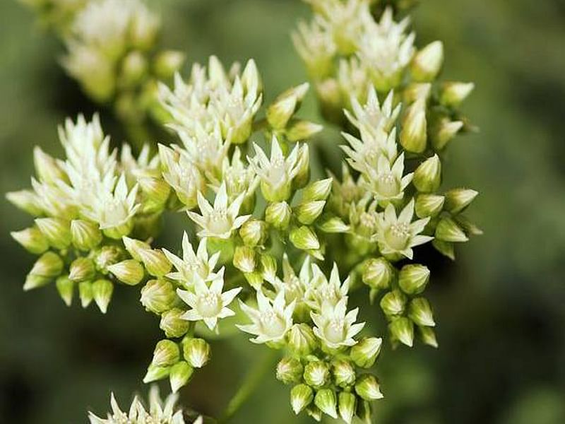 Aeonium Gomerense Flower | Aeonium | Crassulaceae