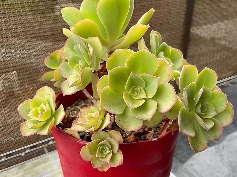Aeonium Gomerense Flower | Aeonium | Crassulaceae