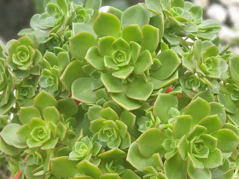 Aeonium Gomerense Flower | Aeonium | Crassulaceae