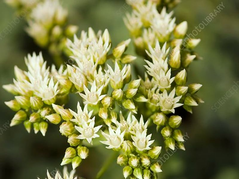 Aeonium Gomerense Flower | Aeonium | Crassulaceae