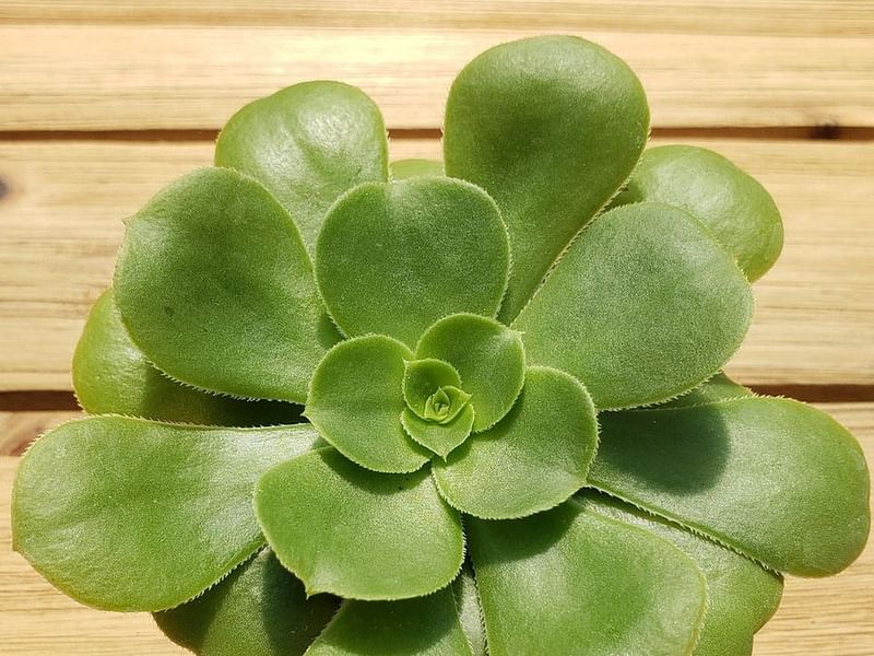 Aeonium Gomerense Flower | Aeonium | Crassulaceae