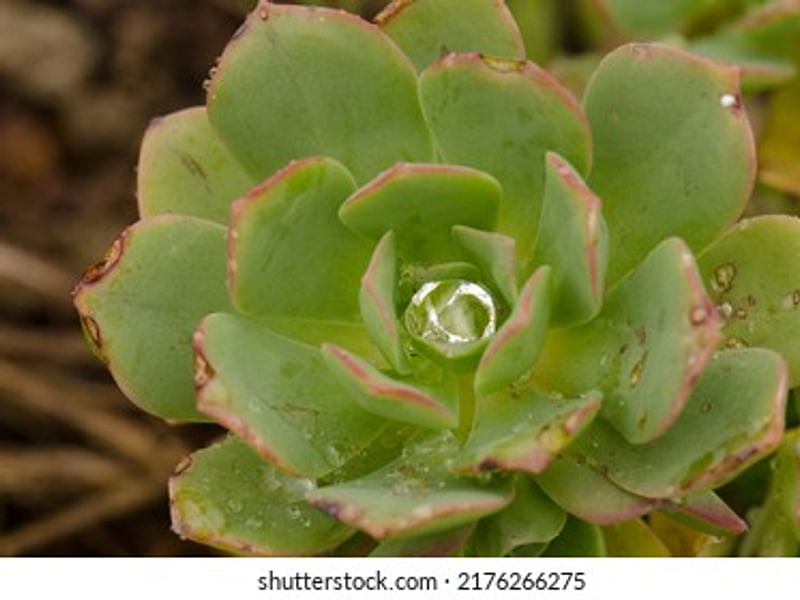 Aeonium Gomerense Flower | Aeonium | Crassulaceae