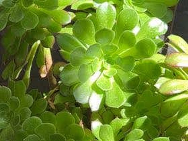 Aeonium Gomerense Flower | Aeonium | Crassulaceae