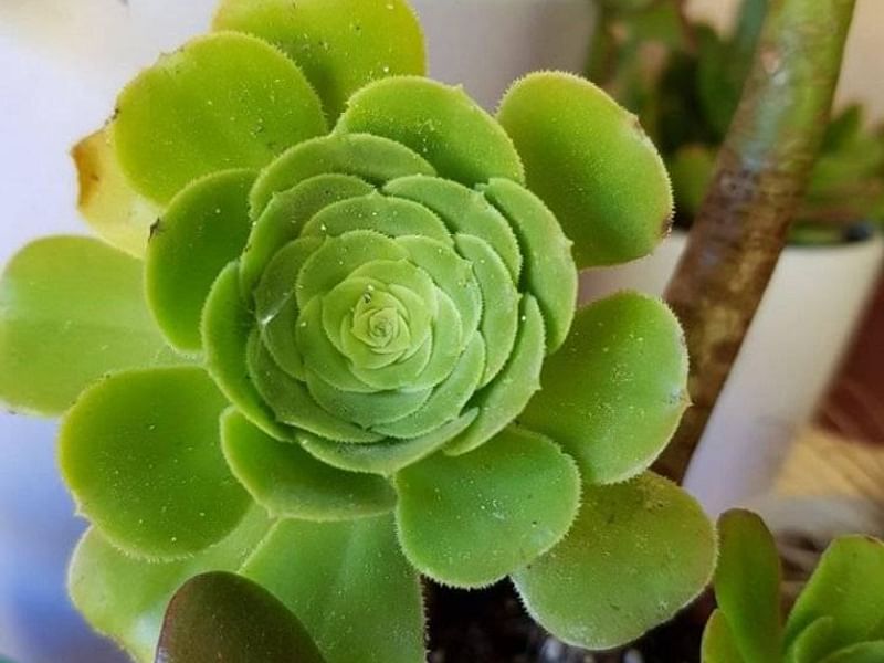Aeonium Gomerense Flower | Aeonium | Crassulaceae