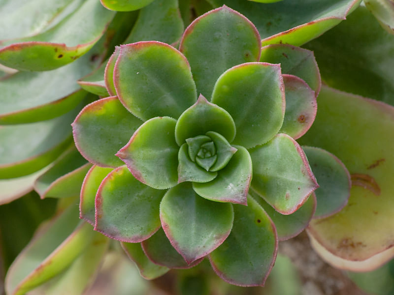 Aeonium Gomerense Flower | Aeonium | Crassulaceae