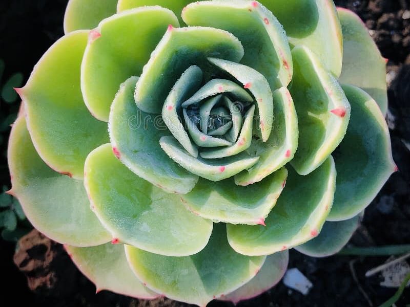 Aeonium Gomerense Flower | Aeonium | Crassulaceae