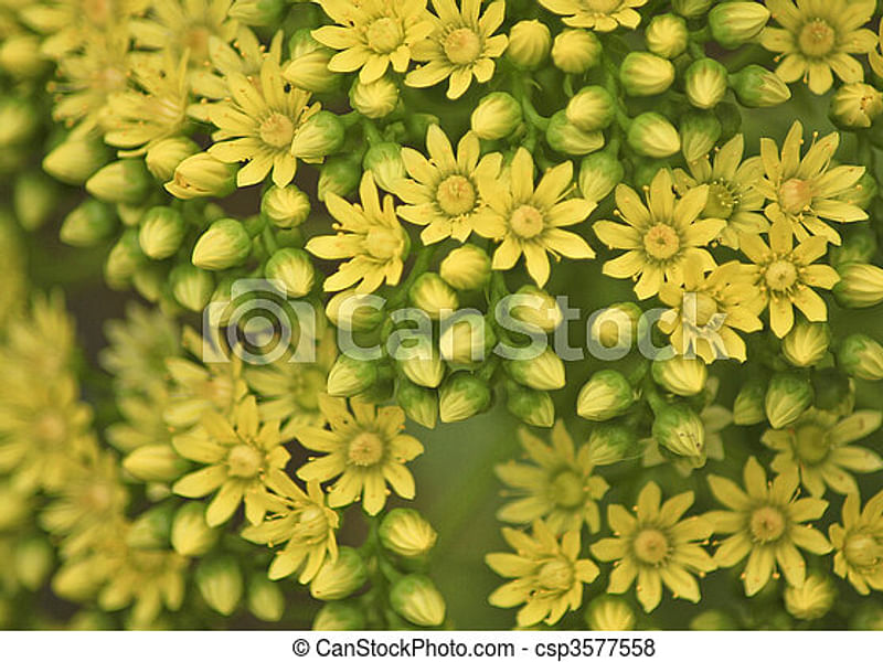 Aeonium Gomerense Flower | Aeonium | Crassulaceae