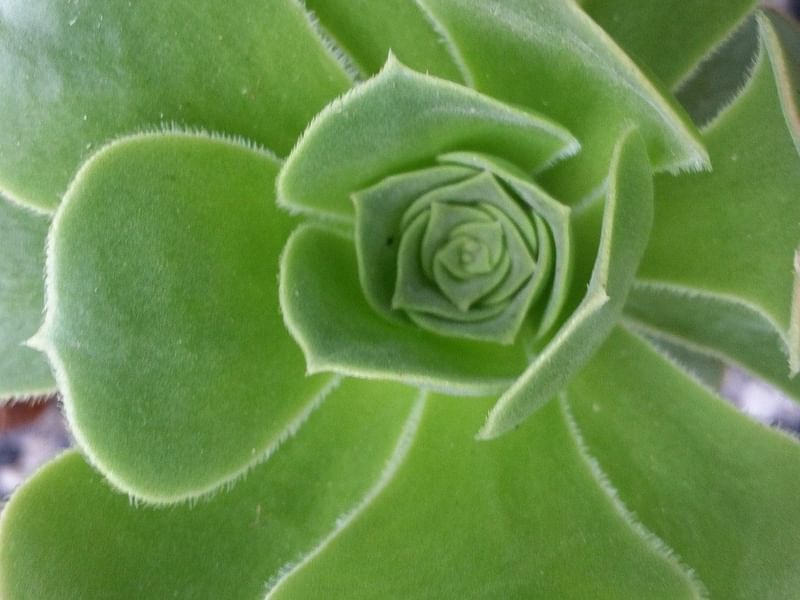Aeonium Gomerense Flower | Aeonium | Crassulaceae