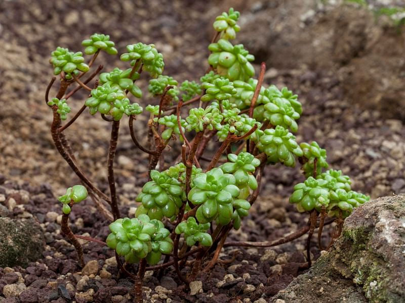 Aeonium Sedifolium | Aeonium | Crassulaceae