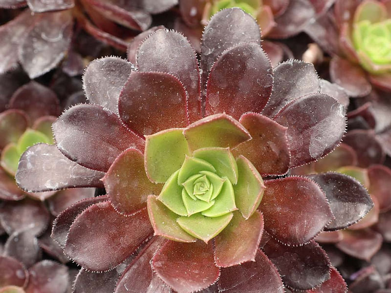 Aeonium X 'Poldark' | Aeonium | Crassulaceae