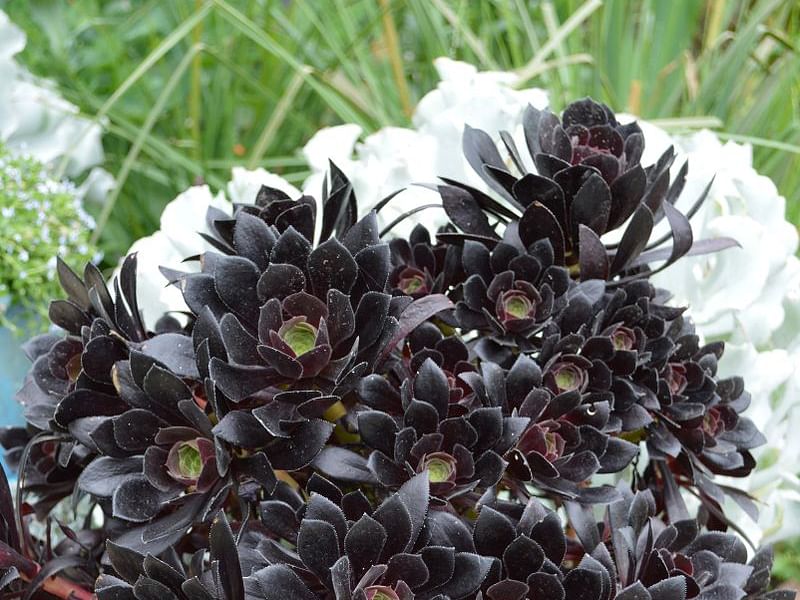 Aeonium X 'Poldark' | Aeonium | Crassulaceae