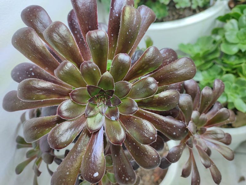 Aeonium X 'Poldark' | Aeonium | Crassulaceae
