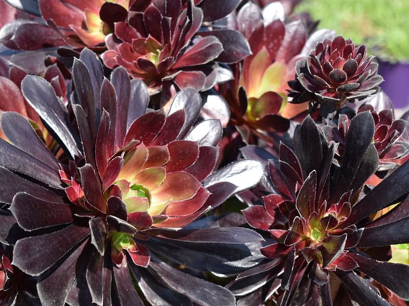 Aeonium X 'Poldark' | Aeonium | Crassulaceae
