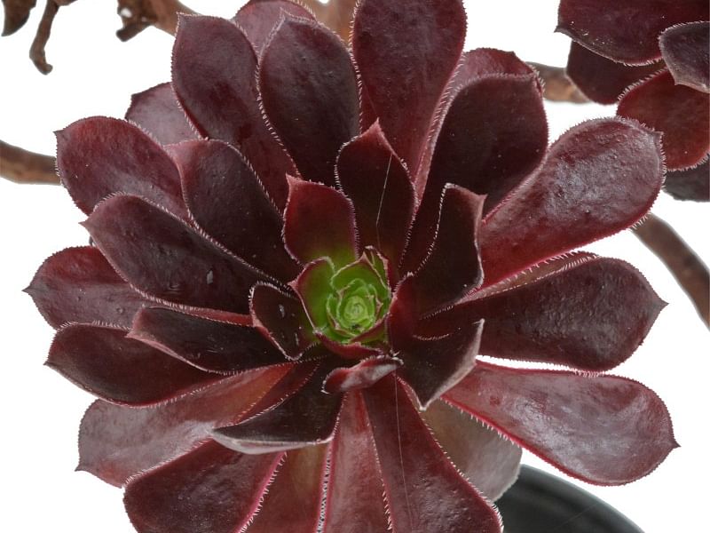 Aeonium X 'Poldark' | Aeonium | Crassulaceae