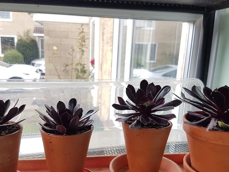 Aeonium X 'Poldark' | Aeonium | Crassulaceae