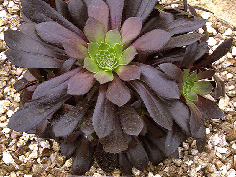 Aeonium X 'Poldark' | Aeonium | Crassulaceae