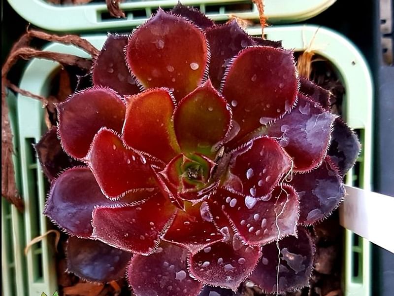 Aeonium X 'Poldark' | Aeonium | Crassulaceae