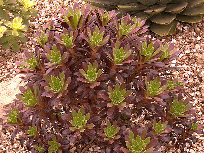 Aeonium X 'Poldark' | Aeonium | Crassulaceae