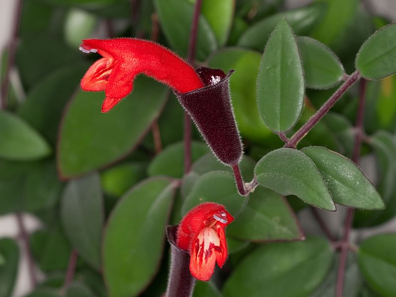 Aeschynanthus | Gesneriaceae