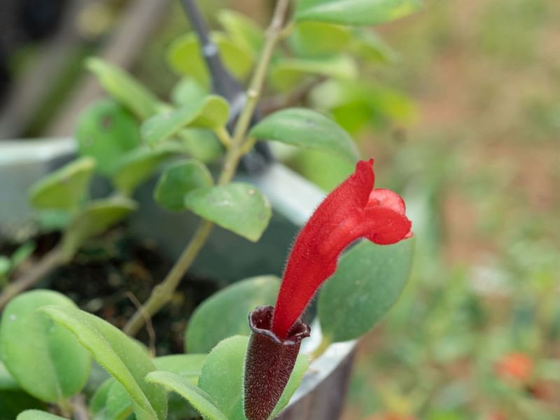 Aeschynanthus Radicans | Aeschynanthus | Gesneriaceae
