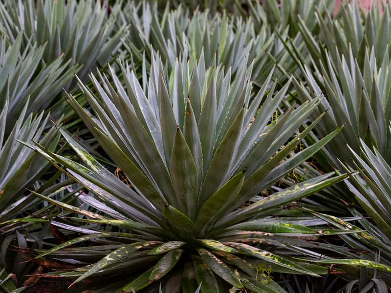 Agavaceae