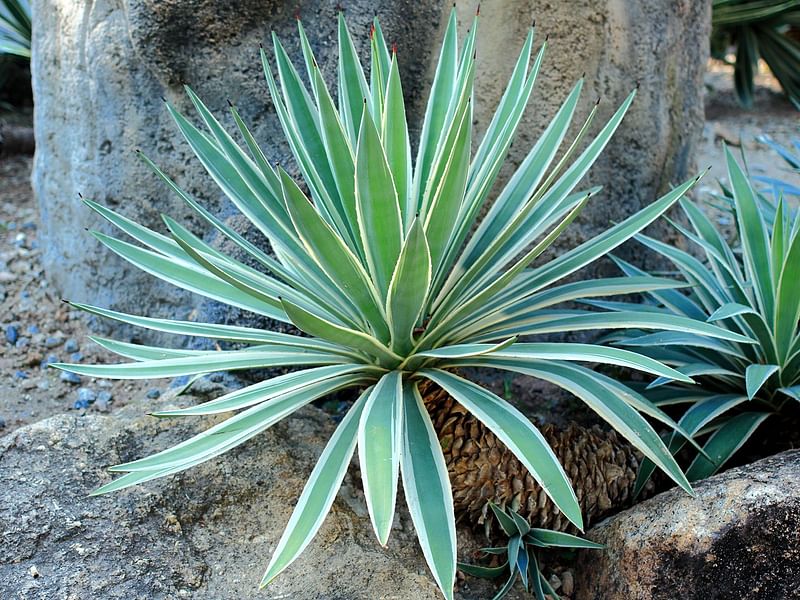 Agave | Agavaceae
