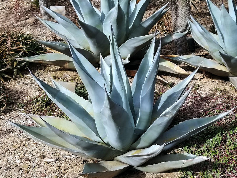 Agave | Agavaceae