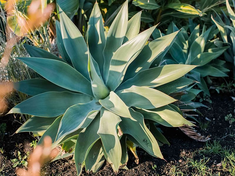 Agave | Agavaceae