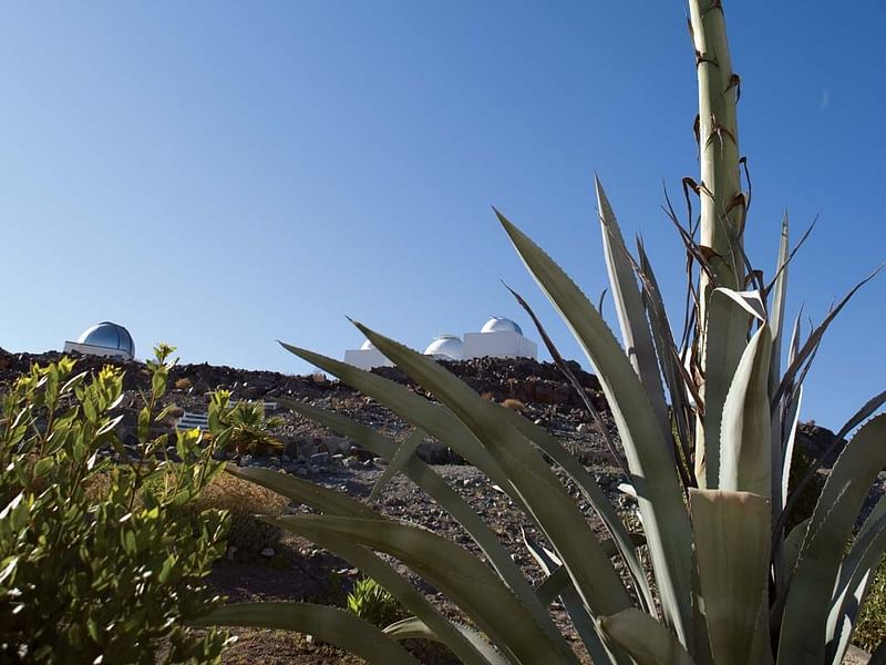 Agave | Agavaceae