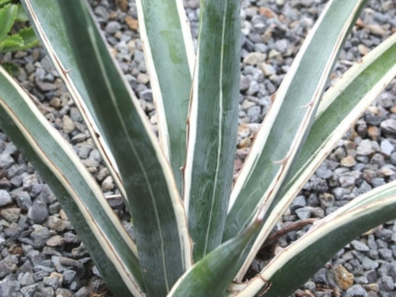 Agave Albomarginata | Agave | Agavaceae