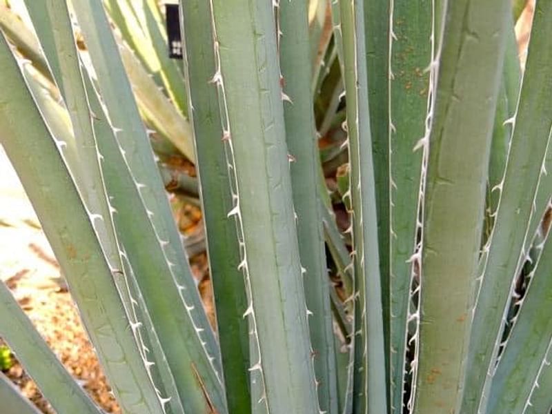 Agave Albomarginata | Agave | Agavaceae