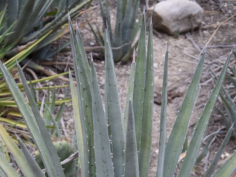 Agave Albomarginata | Agave | Agavaceae