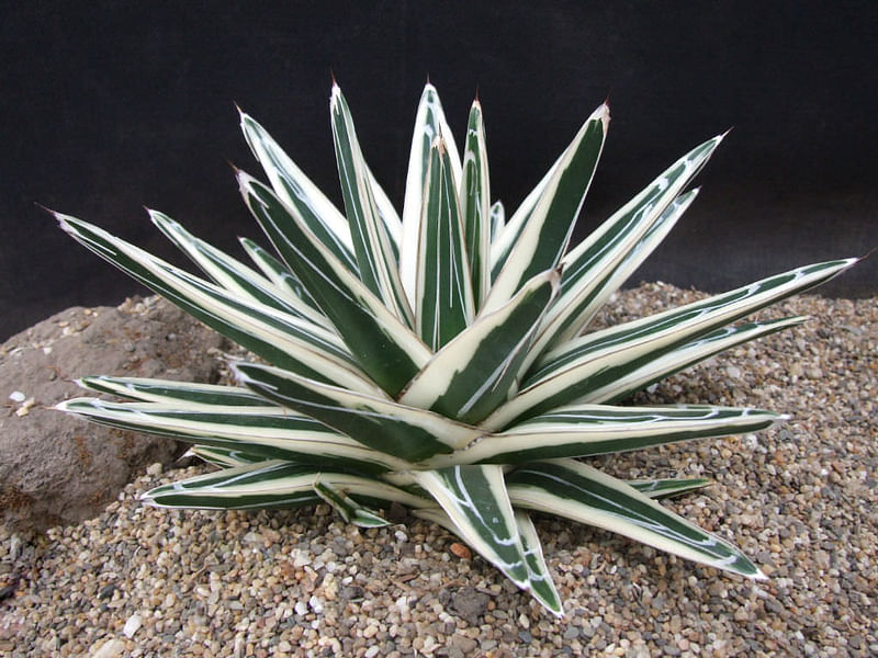 Agave Albomarginata | Agave | Agavaceae