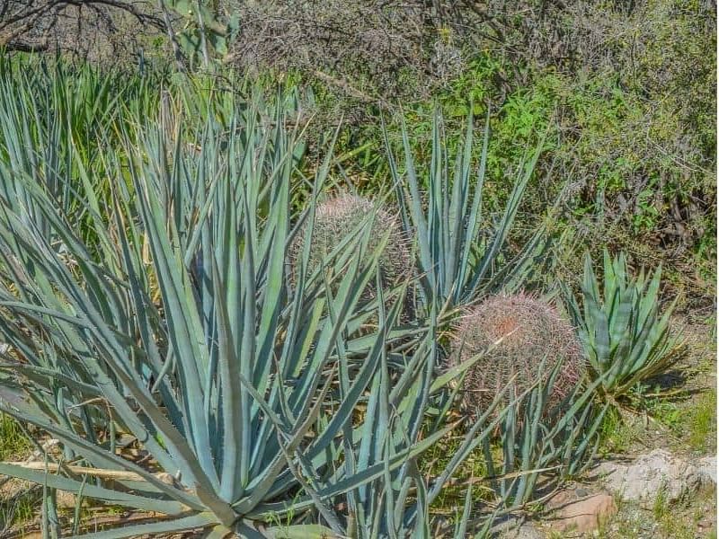 Agave Albomarginata | Agave | Agavaceae