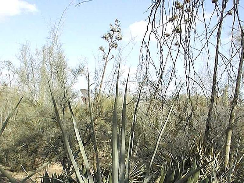 Agave Albomarginata | Agave | Agavaceae