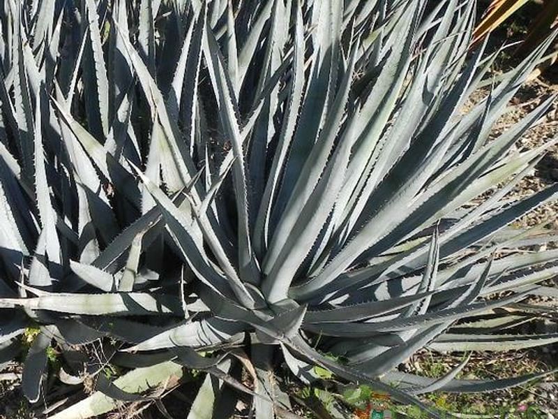 Agave Albomarginata | Agave | Agavaceae