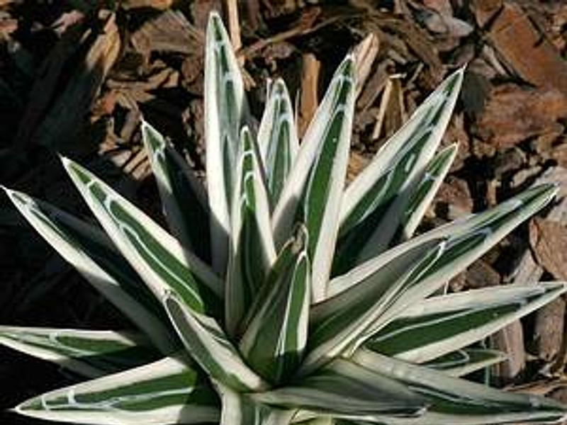 Agave Albomarginata | Agave | Agavaceae