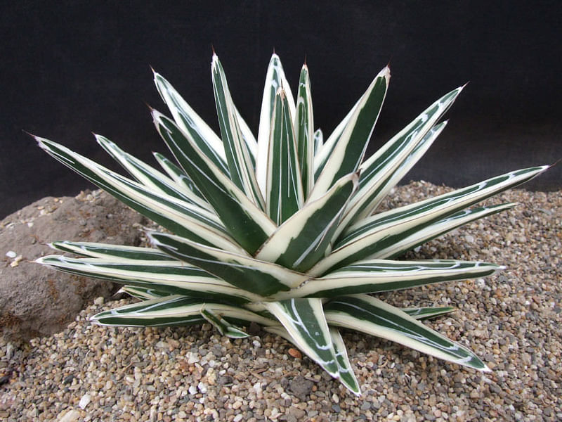 Agave Albomarginata | Agave | Agavaceae