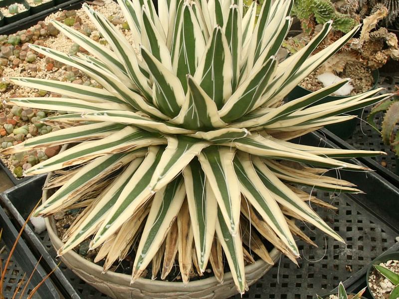 Agave Albomarginata | Agave | Agavaceae