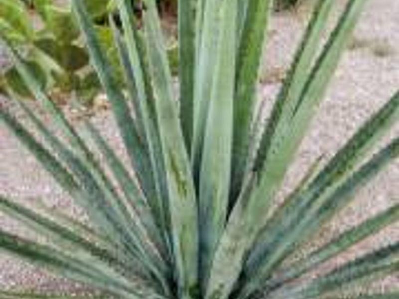 Agave Albomarginata | Agave | Agavaceae