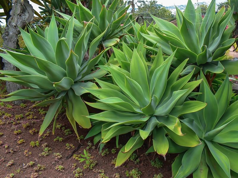Agave Attenuata | Agave | Agavaceae