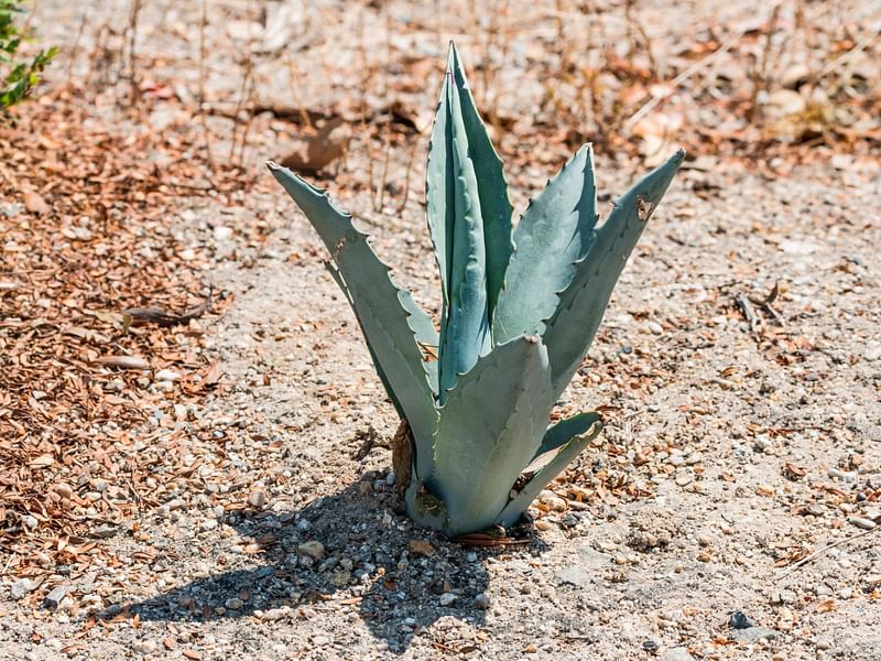 Agave Bovicornuta | Agave | Agavaceae